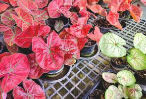 grupo do jovem colorida vermelho e verde caládio plantas em estante exibição para venda dentro plantar fazer compras às ao ar livre mercado foto