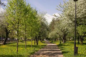 a maçã árvore dentro uma florescendo parque, a geral plano.florescendo galhos do a maçã árvore com branco flores, uma fundo do Primavera natureza foto