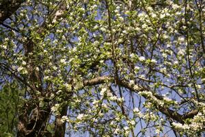 a maçã árvore dentro uma florescendo parque, a geral plano.florescendo galhos do a maçã árvore com branco flores, uma fundo do Primavera natureza foto