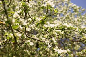 a maçã árvore dentro uma florescendo parque, a geral plano.florescendo galhos do a maçã árvore com branco flores, uma fundo do Primavera natureza foto