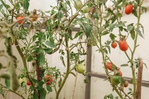 tomates estão suspensão em uma ramo dentro a estufa. foto