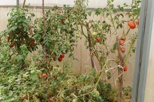tomates estão suspensão em uma ramo dentro a estufa. a conceito do jardinagem e vida dentro a país. uma ampla estufa para crescendo caseiro tomates. foto