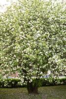 a maçã árvore dentro uma florescendo parque, a geral plano.florescendo galhos do a maçã árvore com branco flores, uma fundo do Primavera natureza foto