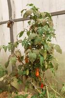 tomates estão suspensão em uma ramo dentro a estufa. a conceito do jardinagem e vida dentro a país. uma ampla estufa para crescendo caseiro tomates. foto