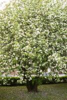 a maçã árvore dentro uma florescendo parque, a geral plano. florescendo galhos do a maçã árvore com branco flores, uma fundo do Primavera natureza foto