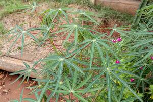 mandioca plantar folhas foto