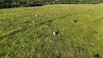 gado vacas pastar dentro uma campo dentro a atrasado tarde foto