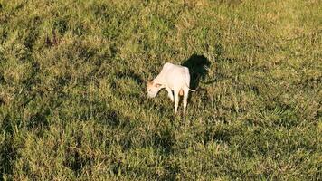 gado vacas pastar dentro uma campo dentro a atrasado tarde foto