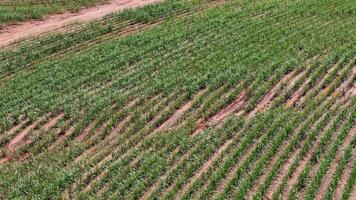 campo açúcar bengala cultivo foto