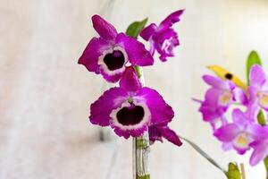 orquídea floração plantar foto