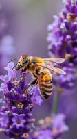 abelha polinizando roxa lavanda foto