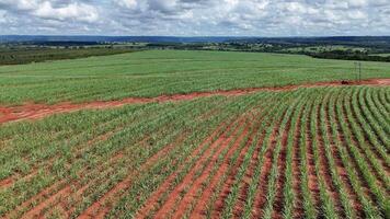 campo açúcar bengala cultivo foto