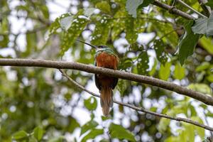 animal cauda ruiva jacamar pássaro foto