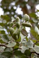 árvore de pé fedorento com frutas foto