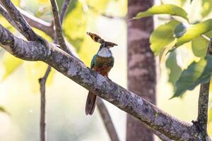 animal cauda ruiva jacamar pássaro predador em uma borboleta foto