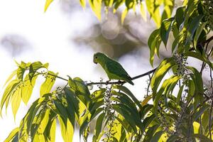 animal fêmea cobalto encrespado papagaio pássaro foto