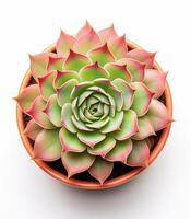 suculento echeveria agawood Panela plantar isolado em branco fundo, dentro cerâmico Panela. foto