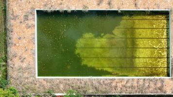 abandonado natação piscina com verde sujo água foto