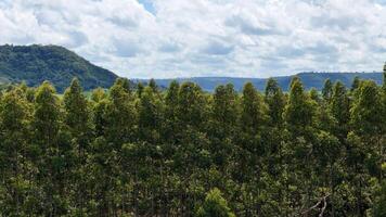 cultivo do eucalipto árvores foto