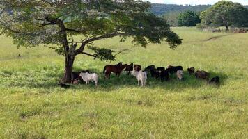 vacas e cavalos dentro uma campo levando refúgio a partir de a tarde Sol dentro a sombra do uma árvore foto