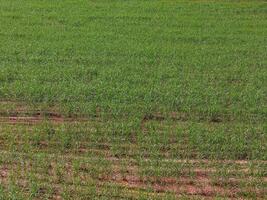 campo açúcar bengala cultivo foto