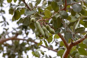 árvore de pé fedorento com frutas foto