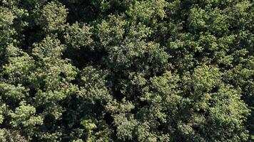 borracha árvore floresta para látex Extração foto