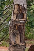 dedo fedorento árvore tronco foto