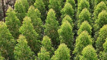 cultivo do eucalipto árvores foto