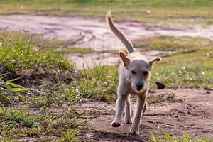 cachorro animal jogando dentro a campo foto