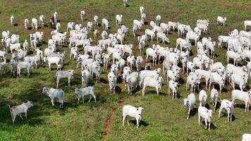 campo pasto área com branco vacas pastar foto