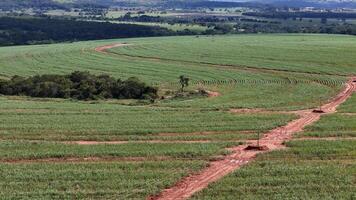 campo açúcar bengala cultivo foto