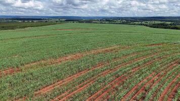 campo açúcar bengala cultivo foto