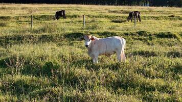 gado vacas pastar dentro uma campo dentro a atrasado tarde foto