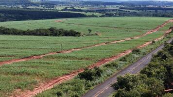 campo açúcar bengala cultivo foto