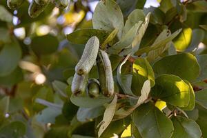 árvore de pé fedorento com frutas foto