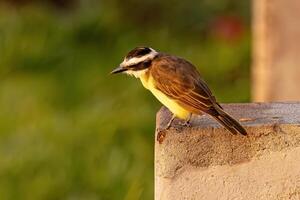 animal pássaro ótimo Kiskadee foto