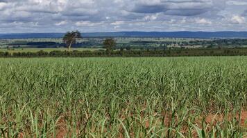 campo açúcar bengala cultivo foto