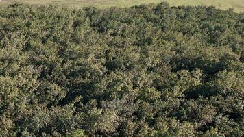 borracha árvore floresta para látex Extração foto