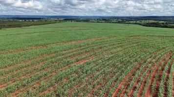 campo açúcar bengala cultivo foto