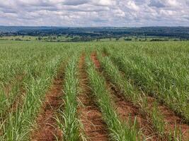 campo açúcar bengala cultivo foto