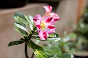 planta rosa do deserto foto