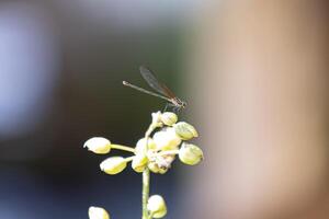 inseto de libelinha adul rubyspot foto