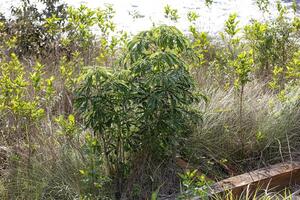 folhas de plantas de abóbora foto