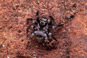 pequena aranha saltadora foto