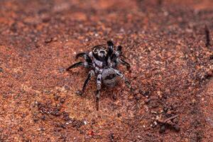 pequena aranha saltadora foto