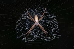 pequeno prata jardim orbweaver aranha foto