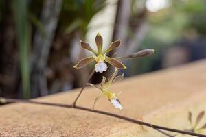 pequena flor de orquídea foto