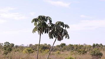 folhas de plantas de abóbora foto