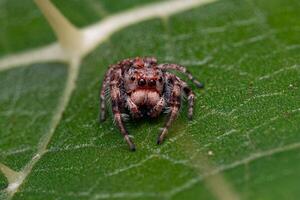 pequena aranha saltadora foto